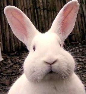 宾临城下的头像