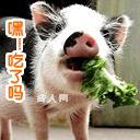 小猪3的头像