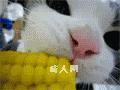 limm的头像