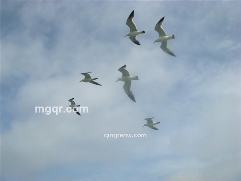 思绪飞扬的头像