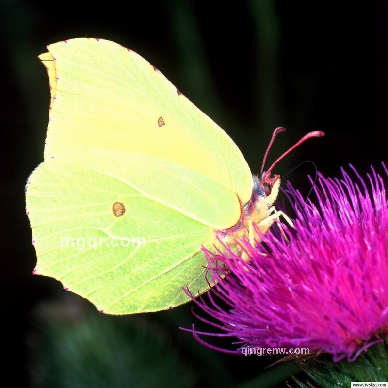 梦蝶戏花的头像