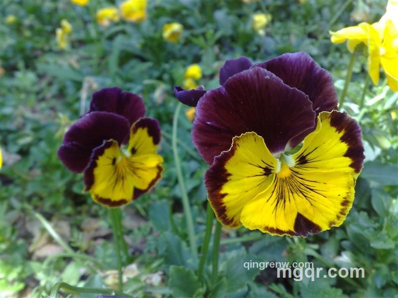 chengcheng成的头像