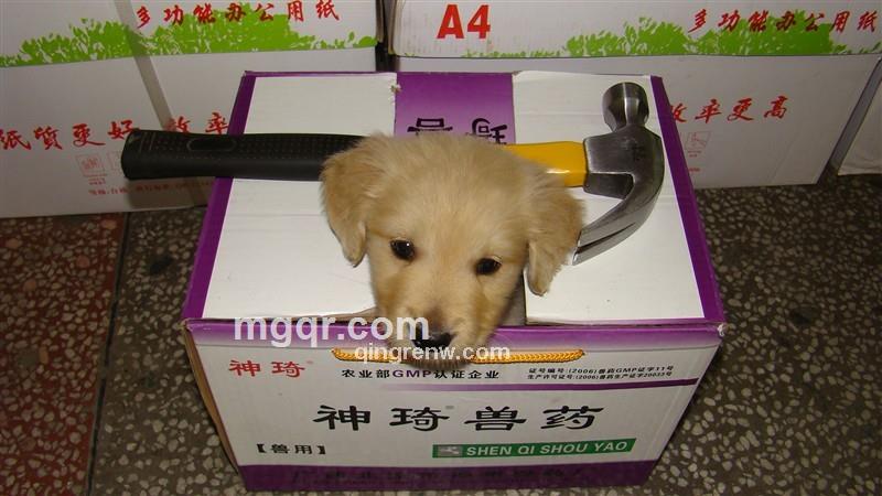 世纪英雄的头像