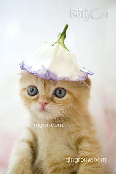 宝Anegal贝的头像