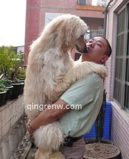 对面的狼的头像