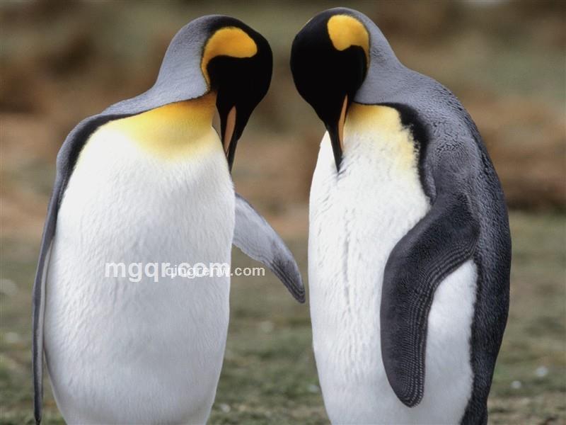 无心伤你的头像