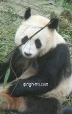 那年花儿开的头像