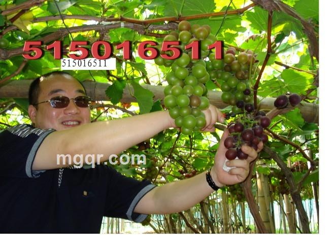 心的海洋2的头像