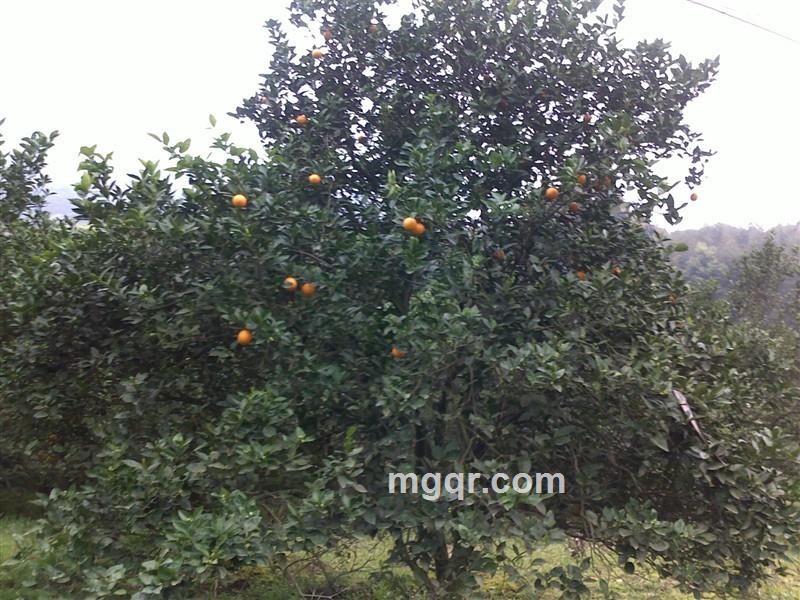 孤注一掷的头像