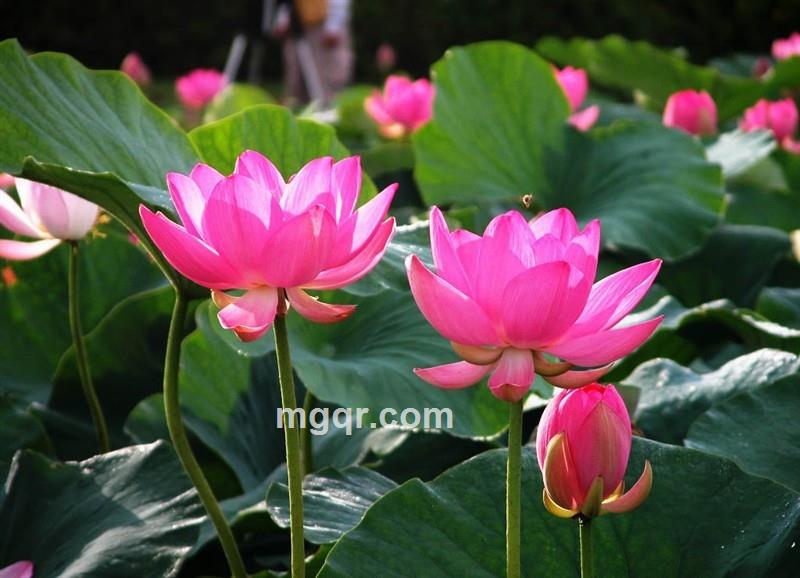 Q174路路是768的头像