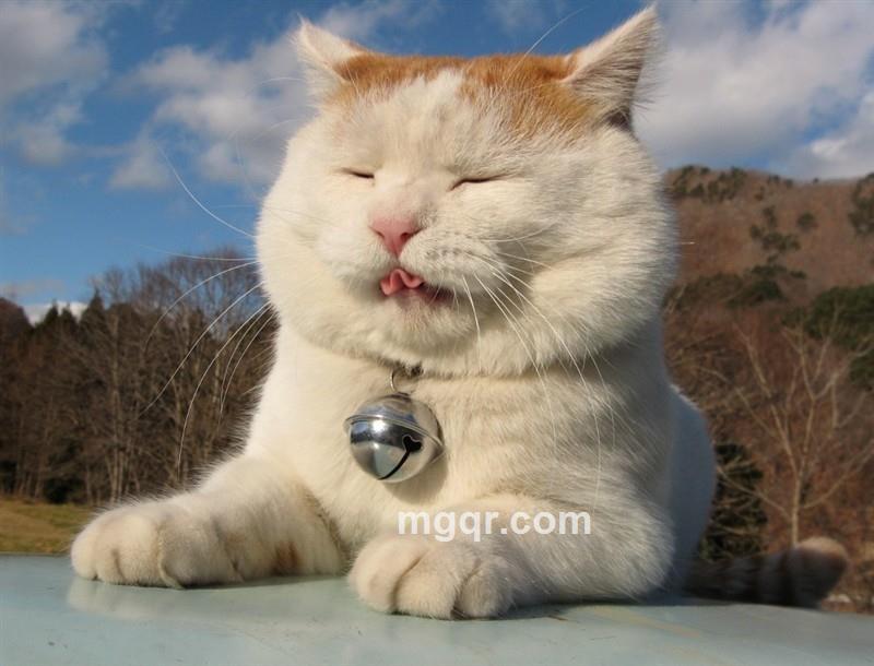 真情关爱的头像