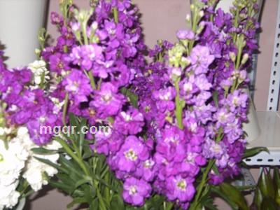 根深叶茂的头像