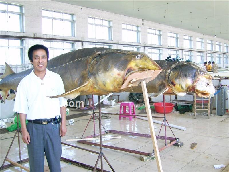 向心的头像