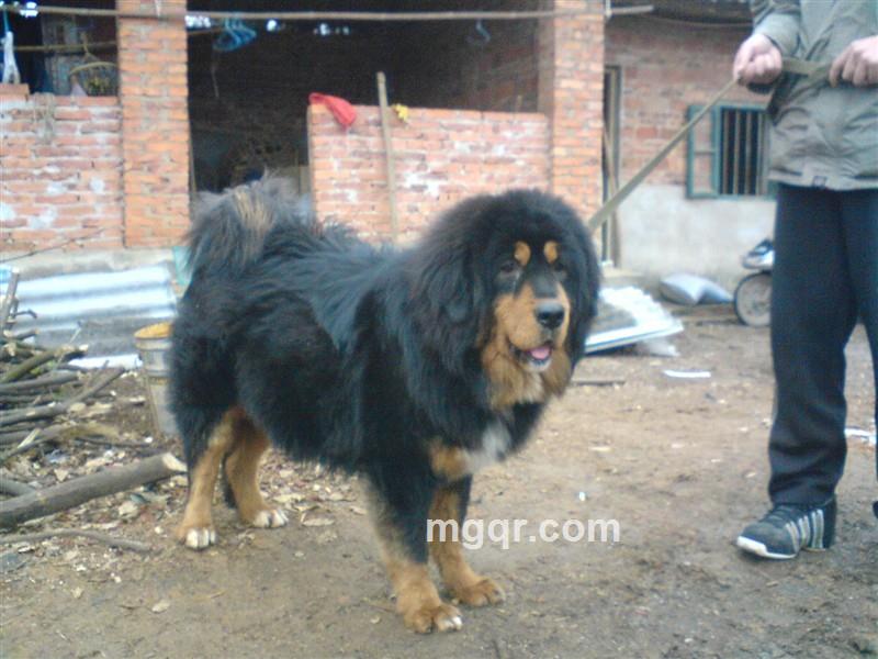 Q-3636-82-088的头像