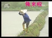 badww的头像