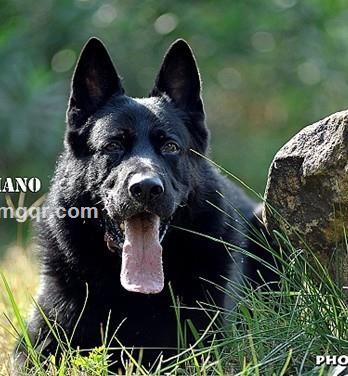 交合人间的头像