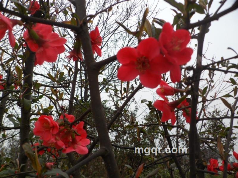 小小的*血石的头像