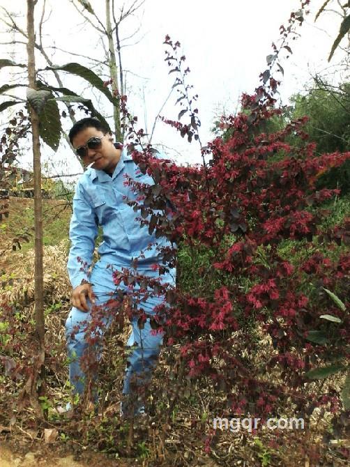 自由的灰太狼的头像