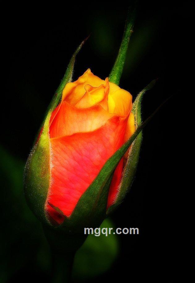 今夜有风123的头像