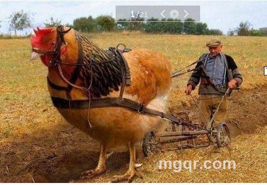 我的天堂鸟的头像