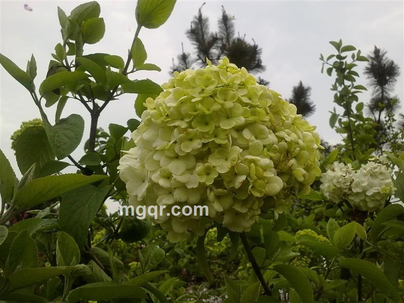 *为爱痴狂*的头像