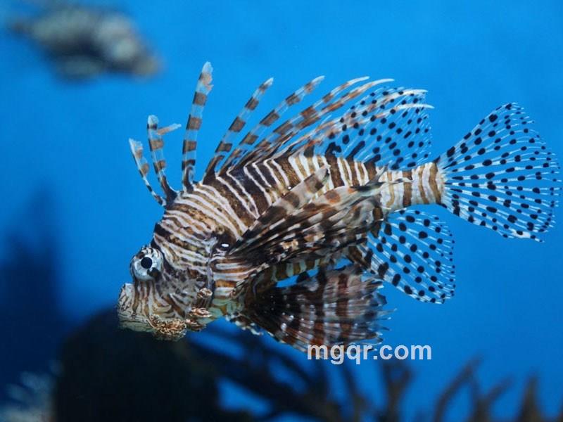 梦中有梦的头像