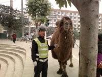 liujin615246的头像