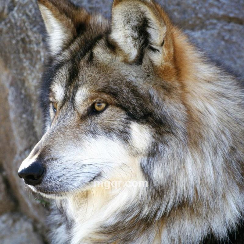 微笑背后的痛的头像