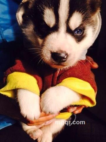 内裤小超人的头像