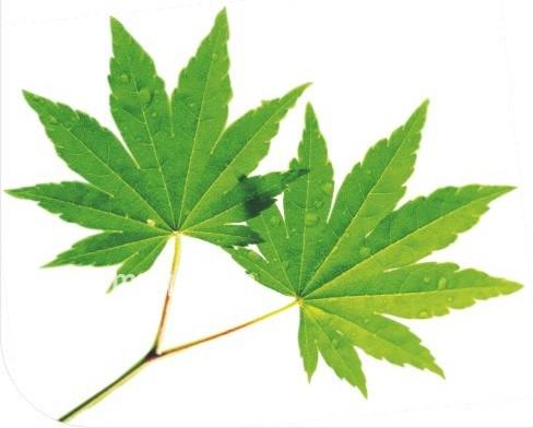 装作不懂的头像