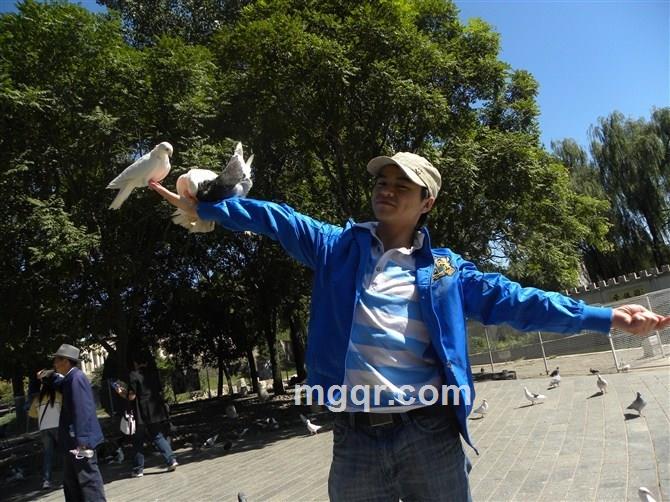 沙漠中的羚羊的头像