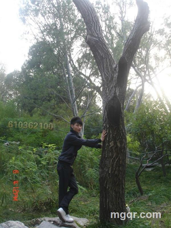 六要零三六二要零灵的头像