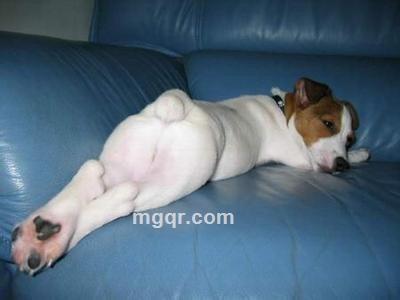 王磊大大的头像