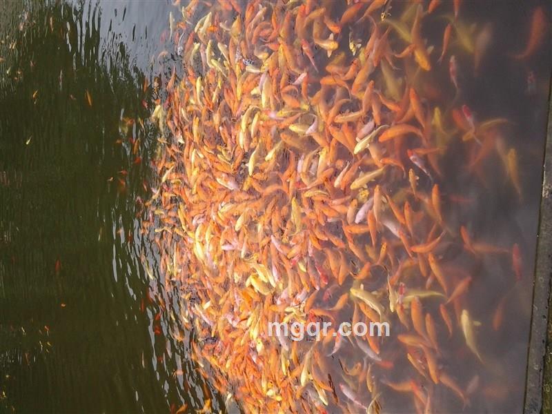 正儿八经的情的头像