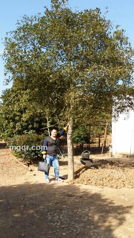 江玉凡凡的头像