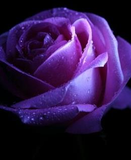 孤寂的欢愉的头像