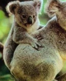 俄罗斯夜色苍狼的头像