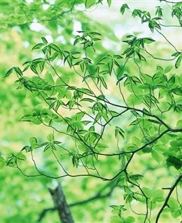 芳澈轻盈的头像