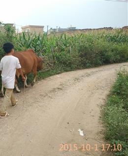 慕容天锋的头像