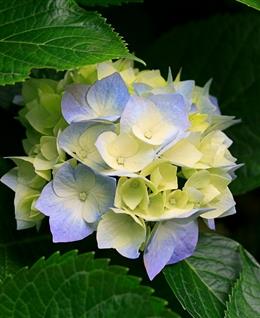 会辜负你的头像