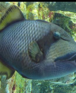 灵魂堕落的头像