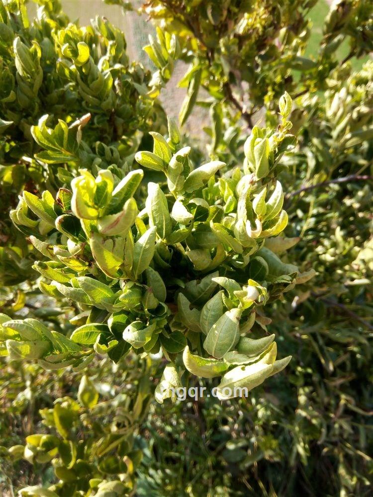 爱的好痛的头像