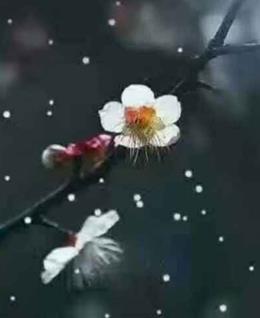 迷人的香奈儿的头像