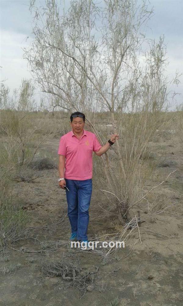 纵横疆场的头像