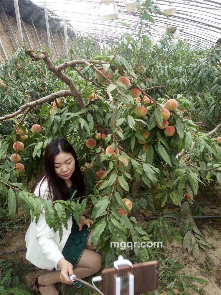 清新的百合的头像