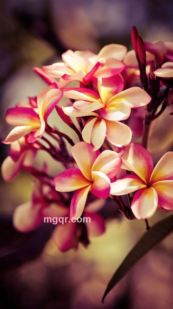 男欢女爱的头像