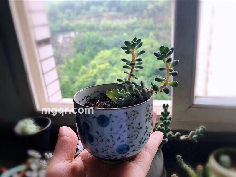 皮噜噜的头像