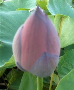 坦诚的相约的头像