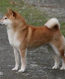 洛龙流浪狗的头像