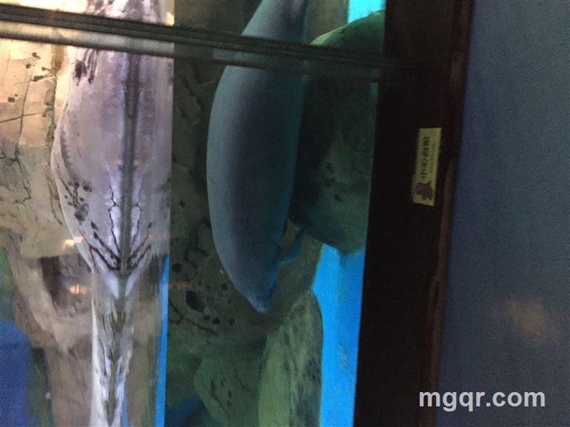 笑靥如花的头像